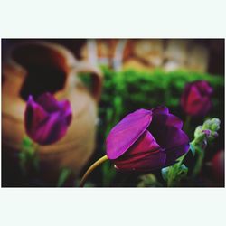 Close-up of purple flowering plants