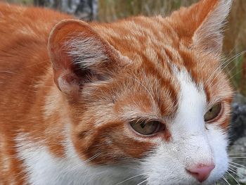 Close-up of cat