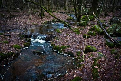 River flowing through forest