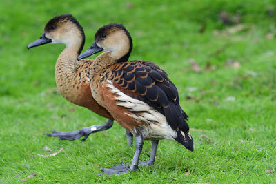 Portrait of two wandering whistling ducks 