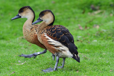 Mallard duck on field