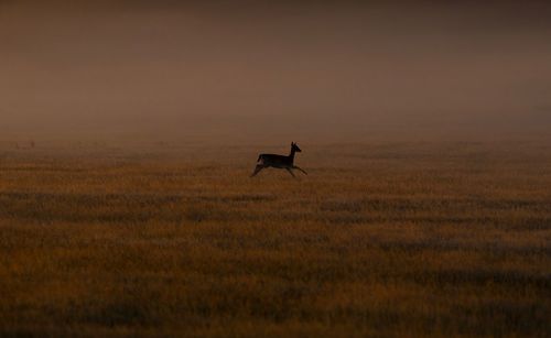 Silhouette bird on field against sky at sunset