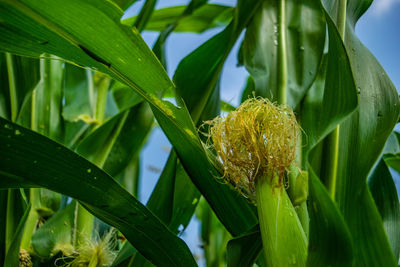 Close-up of green insect on plant