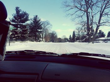 Snow covered trees