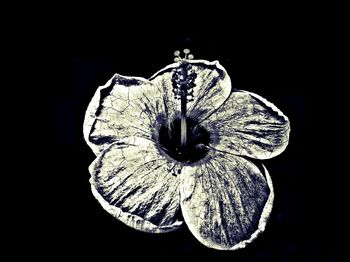 Close-up of flower against black background
