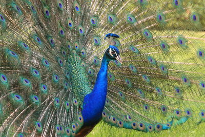 Peacock in blue sea