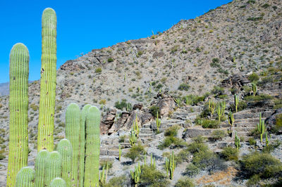 Cactus growing in desert against clear blue sky