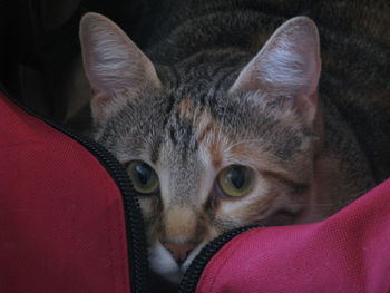 Close-up portrait of cat