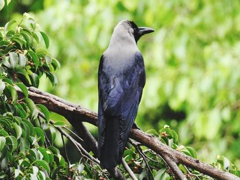 Bird perching on a tree