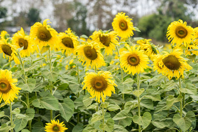 Close-up of yellow flowering plant