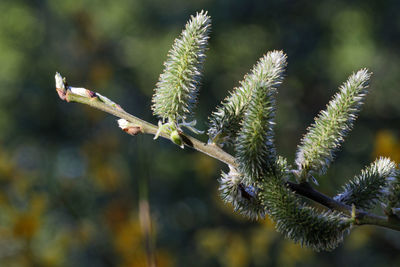 Close-up of flowering plant