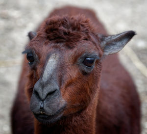 Close-up portrait of an animal outdoors