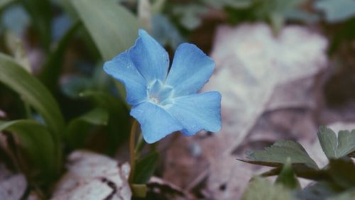 Close-up of blue flower