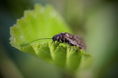 Close-up of insect on leaf