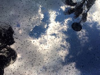 Full frame shot of wet tree against sky