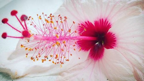 Close-up of pink flower