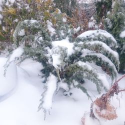 Close-up of snow covered tree during winter