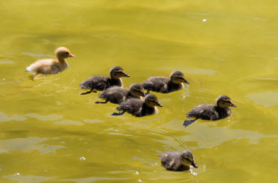 High angle view of ducklings swimming on lake during sunny day