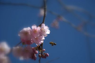 Close-up of pink flowers blooming