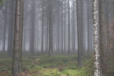 Trees in forest