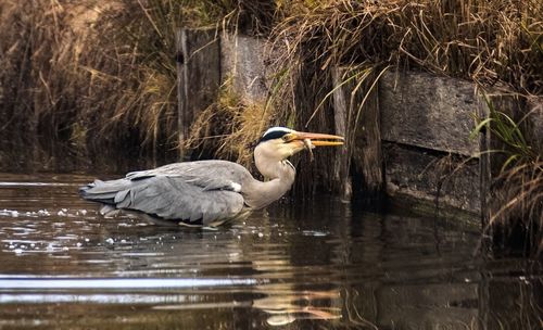 Close-up of gray heron in lake