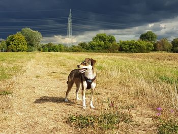 Horse standing in a field