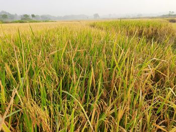 Scenic view of agricultural field against sky