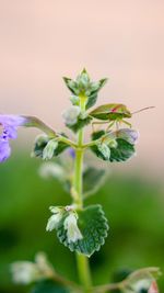 Close-up of plant growing on plant