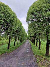 Low angle view of trees