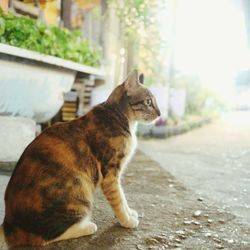 Close-up of cat outdoors