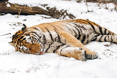 Cat resting in snow