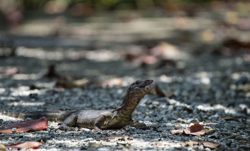 Close-up of lizard on land