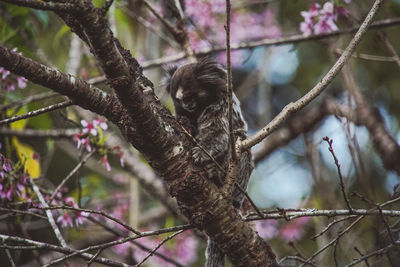 Low angle view of monkey on tree