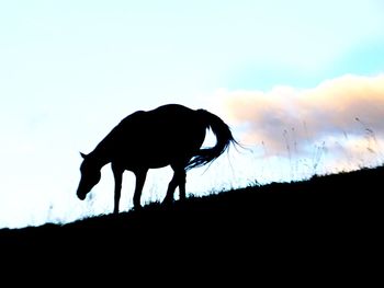 Silhouette of horse grazing on field