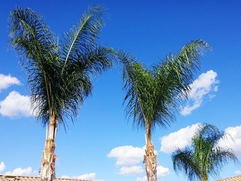 Low angle view of trees against blue sky