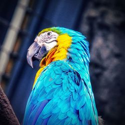 Close-up of blue parrot perching