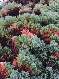 Full frame shot of plants