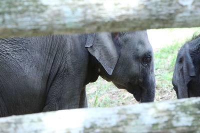 Close-up of elephant