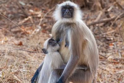 Monkey with infant on field