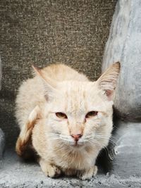 Portrait of cat sitting outdoors