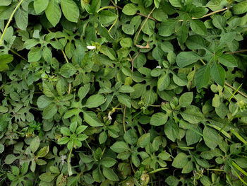 High angle view of plants growing on field