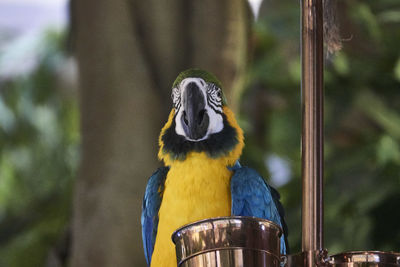 Close-up of parrot perching on tree