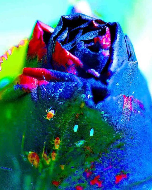 close-up, flower, freshness, fragility, petal, beauty in nature, nature, blue, multi colored, purple, no people, plant, flower head, natural pattern, green color, focus on foreground, leaf, one animal, day, growth