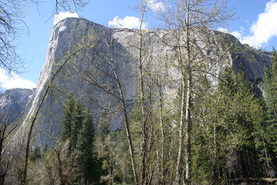 Low angle view of trees against sky