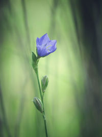 Close-up of purple flowering plant