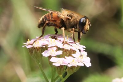 Close-up of insect on flower