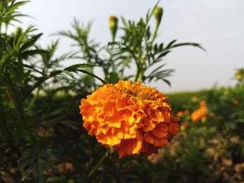 Close-up of orange marigold flower