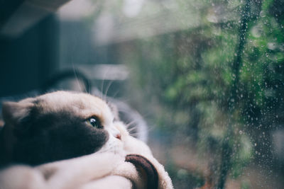 Close-up of a cat looking away