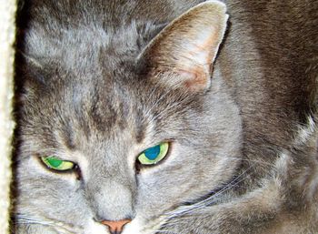 Close-up portrait of cat