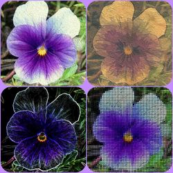 Close-up of purple flowers